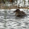 Kachnice australska - Oxyura australis - Blue-billed duck 9785